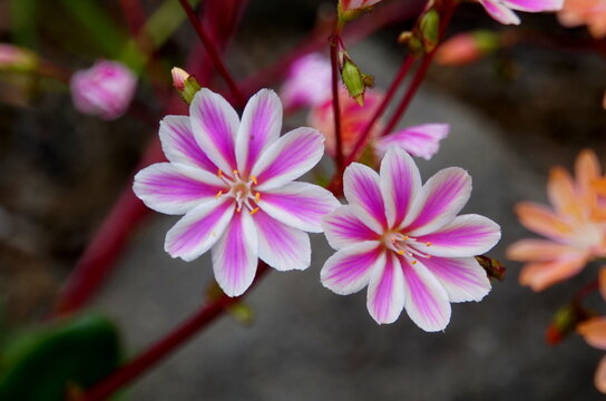 Beautiful pink and white color of Lewisia Cotyledon flowers of Iceland