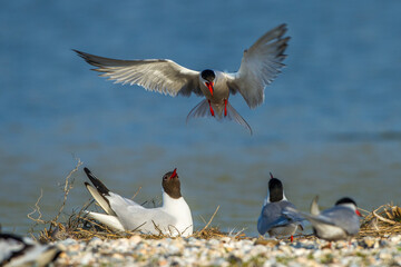 Flußseeschwalben (Sterna hirundo) streiten sich