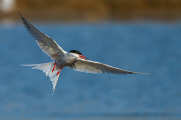 Flußseeschwalben (Sterna hirundo) streiten sich
