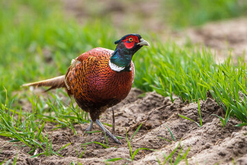 Fasan (Phasianus colchicus) Männchen