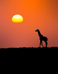 Fototapeta na wymiar Giraffe & sunset silhouette in Kenya, Africa 