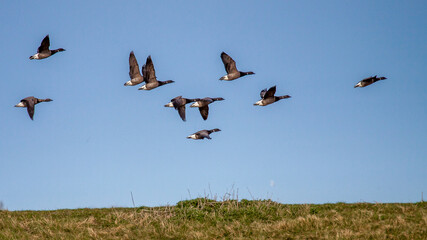 Ringelgänse (Branta bernicla)