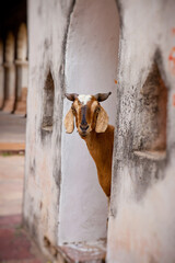 Goats and other animals roam freely in India