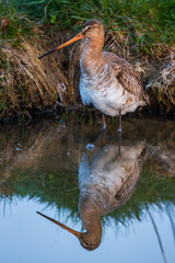 Uferschnepfe (Limosa limosa) mit Spiegelbild