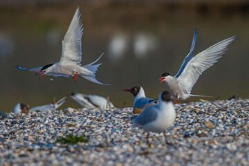Flußseeschwalben (Sterna hirundo) streiten sich