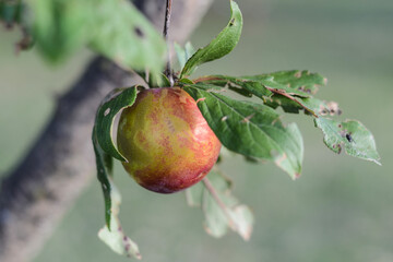 Growing Plum