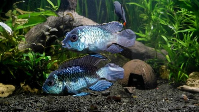 beautiful and healthy pair of adult electric blue acara ready to spawn, freshwater cichlid fish, aggressive artificial breed species, popular ornamental pet
