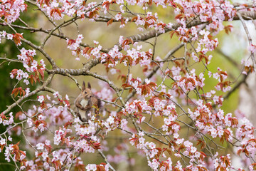 エゾリスと桜