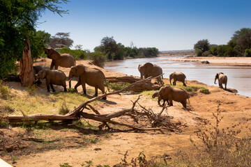 Herd of African elephants climb out of cooling river．