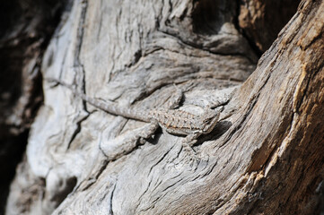 Camouflaged lizard clings to textured tree bark, blending seamlessly with its environment and illustrating reptilian adaptation, predator avoidance, and desert camouflage behavior