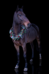 Weihnachtsbild Pferdeportrait