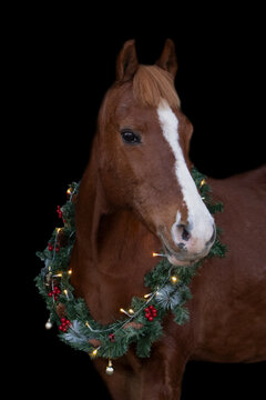 Weihnachtsbild Pferd