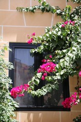 Blooming bougainvillia in front of the Window, Malta