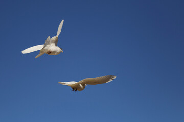 seagull in flight