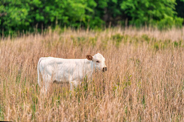 Fototapeta premium Texas Longhorn Calf