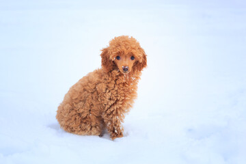 A small poodle digs a hole in the snow
