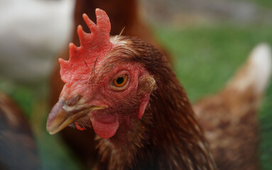 close up of a chicken