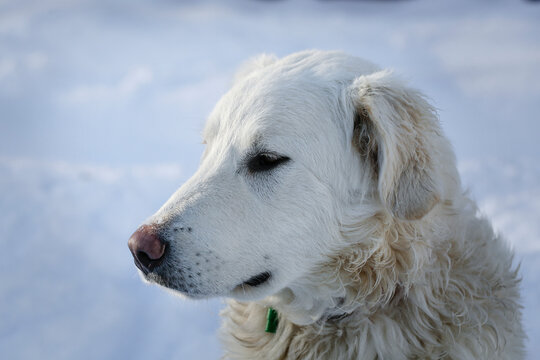 Beautiful adult white big dog ( Slovak cuvac ) in a snowy country. Portrait photo.