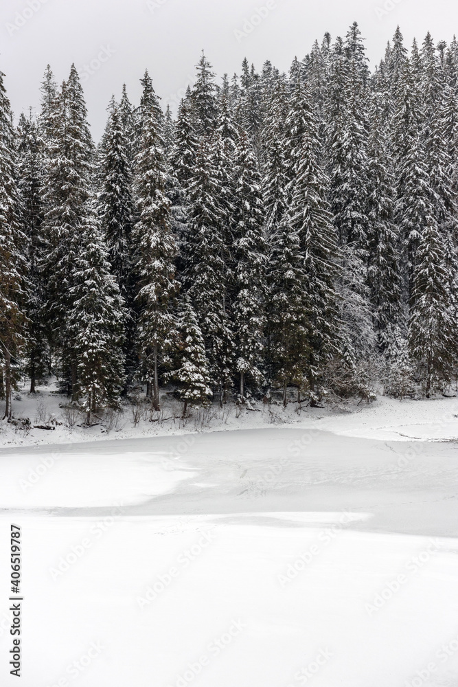 Poster Winter fir and pine forest covered with snow after strong snowfall