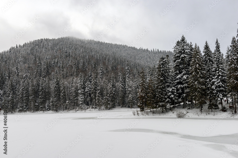 Wall mural Winter fir and pine forest covered with snow after strong snowfall