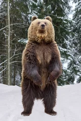 Fotobehang Beer Close-up brown bear standing on his hind legs in the winter forest  © byrdyak