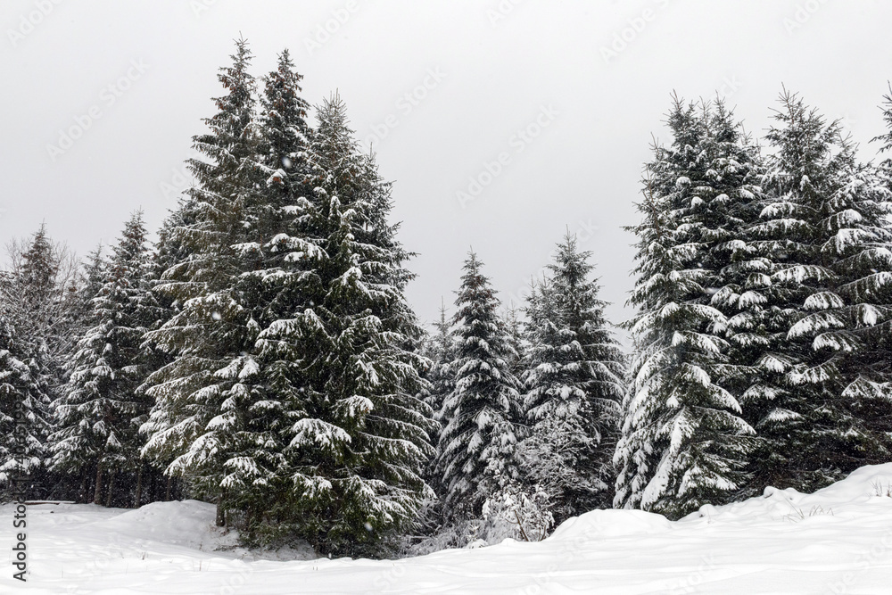 Poster Winter fir and pine forest covered with snow after strong snowfall