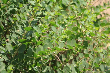 Fototapeta na wymiar Buds of capparis spinosa, Malta