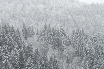 Winter fir and pine forest covered with snow after strong snowfall