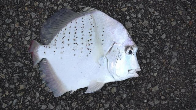 A sicklefish is lay on the asphalt road. It open mouth to struggle.