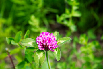 close-up of a purple flower from a clover