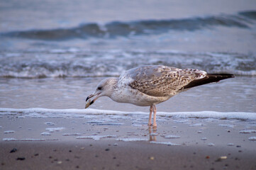 Möwe mit Muschel am Strand