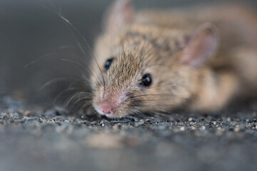 A gray mouse with big black eyes in close-up. blurred background. A rodent on a black background.