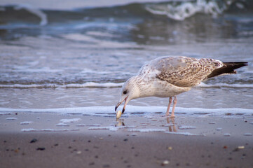 Möwe mit Muschel am Strand