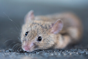 A gray mouse with big black eyes in close-up. blurred background. A rodent on a black background.