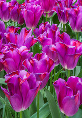 Pink tulips with red highlights from Holland