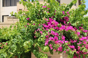 Blooming bougainvillia imn summer, Malta