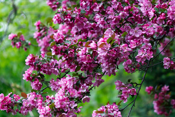 Close up of pink flowers in the garden with green leaves in the background