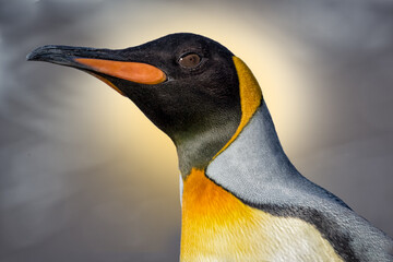 Portrait of King Penguin with blurred background