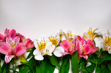 Spring flowers white and pink Alstromeria flowers bouquet on the white background. Space for text.