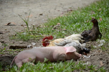 ºLos amigos de la granja
