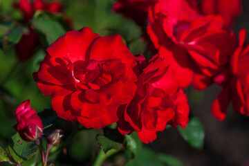 Red roses in the garden