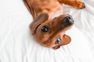 dachshund lies in the bed. white cotton blanket, space for text