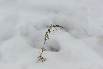 a little sapling breaks through the snow covered ground attempting a new beginning of life for the Spring