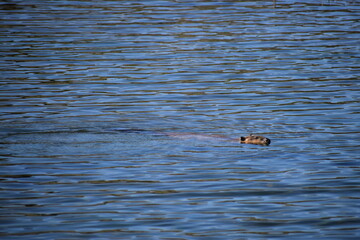 Beaver Absaroka Beartooth Wilderness Montana 2017