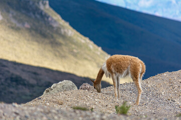 Obraz premium beautiful vicuñas in the chimborazo 