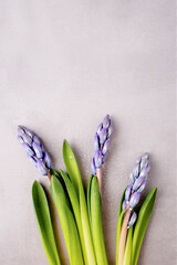 Fresh blue purple hyacinths with water drops, copy space