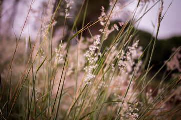 grass and flowers in the wind