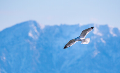 Ring-billed gull flying around the Great Salt lake under the sunlight in Utah, the US