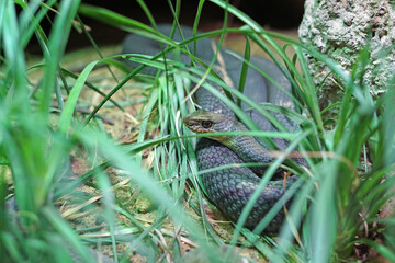 Dangerous poisonous snake hidden in grass