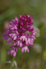 Orchis pyramidal